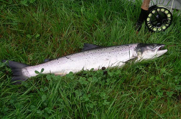 a atlantic salmon, caught on the fly