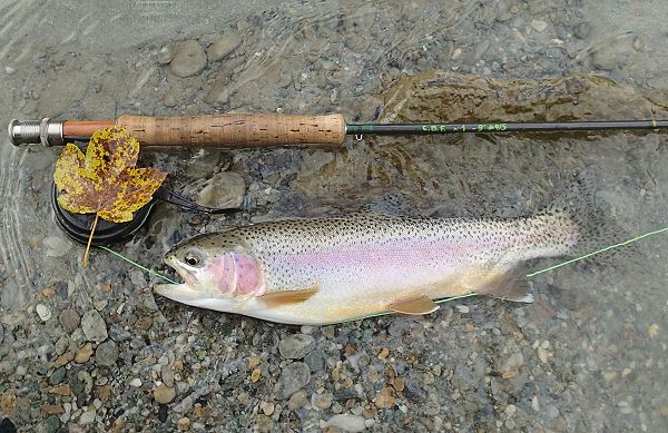 A rainbow trout caught in the river