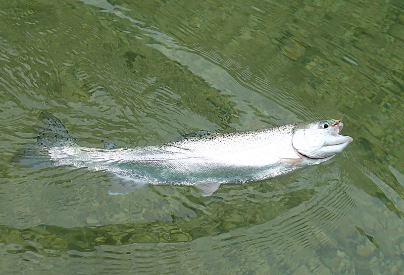 Rainbow trout with very white dress