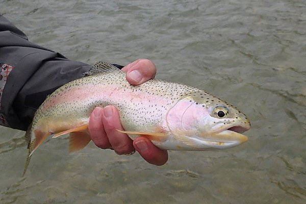 the recent flyfishing trips - flyfishing with Claude Behr